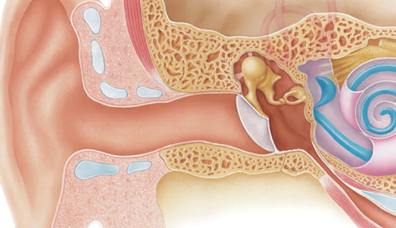 Kulağın içini gösteren bir görsel