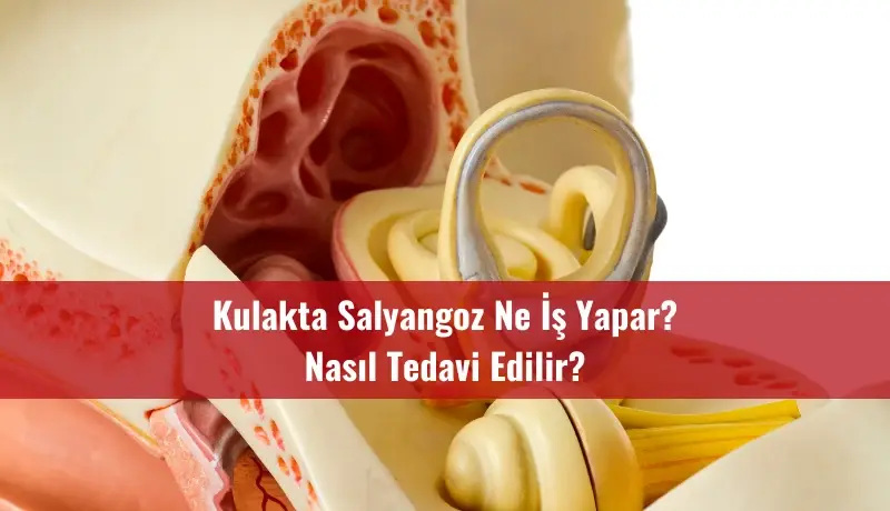 Kulakta Salyangoz Ne İş Yapar? Nasıl Tedavi Edilir?