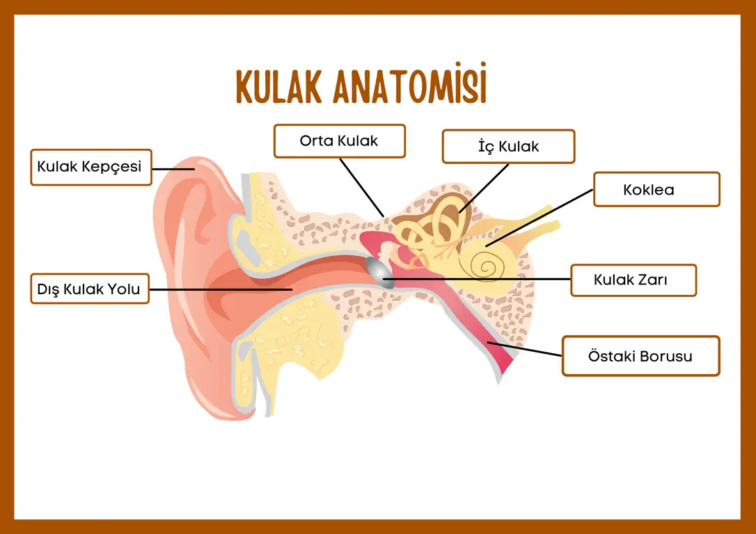 Kulak anatomisi